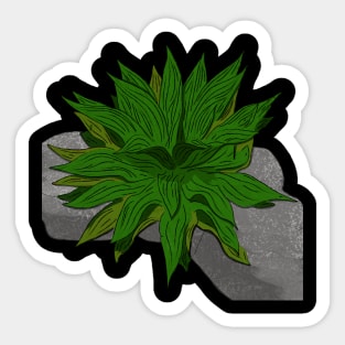 Maguey en la roca Sticker